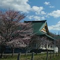 近所の桜 20240501
