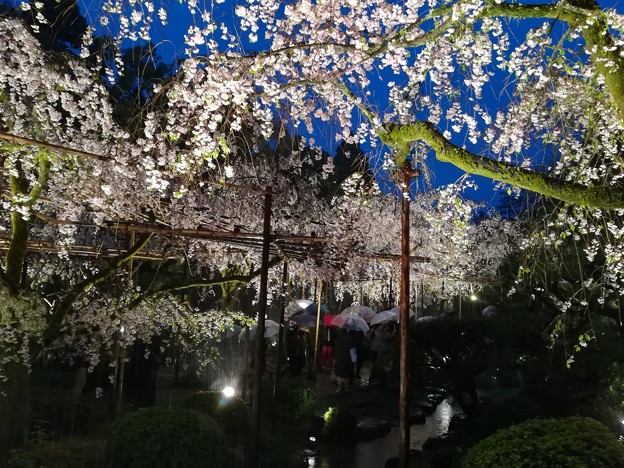 写真: 雨の枝垂桜