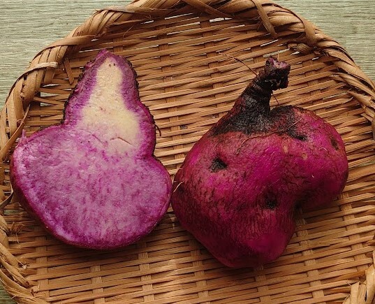 1210紫自然薯1