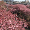 写真: 三浦海岸の河津桜