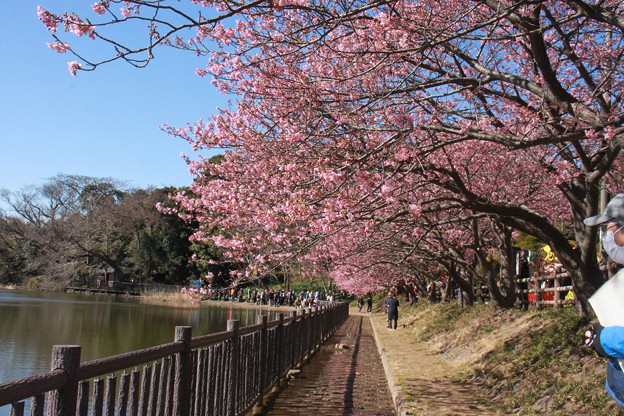 写真: 三浦海岸の河津桜