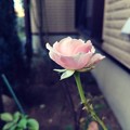 写真: Instagram(°°)薔薇2
