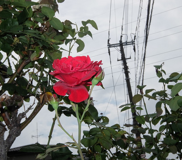 写真: 赤いバラ