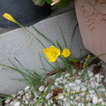 黄花ハナニラ