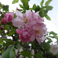 写真: 八重咲ハナカイドウ