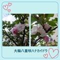 写真: 大輪八重咲ハナカイドウ