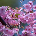 写真: メジロ：陽光桜に包まれて
