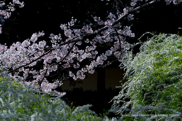 写真: 桜とユキヤナギ
