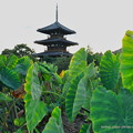 Photos: 法起寺三重塔と里芋畑