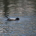 写真: 背泳ぎのキンクロハジロ