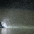 写真: コガモの噴水