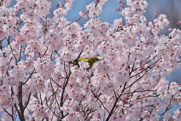 Photos: 小彼岸桜とメジロ