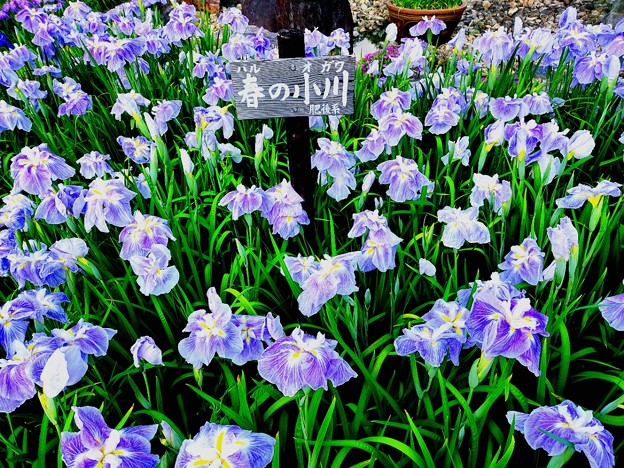 Photos: 春の小川