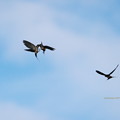 写真: コシアカツバメの空中給餌