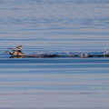 Photos: 水上滑走するカンムリカイツブリ