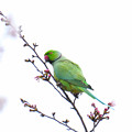 写真: 桜と鳥2
