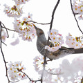 桜と鳥1