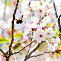 写真: 桜と虫