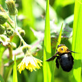 写真: 蜂と花