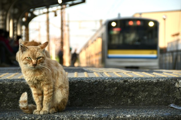 写真: 猫と電車