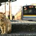 猫と電車