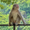 写真: 野生の猿