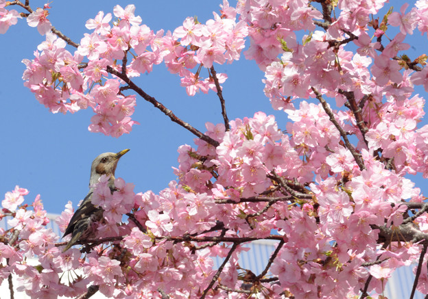 写真: 桜とヒヨちゃん