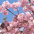 写真: 桜とヒヨちゃん