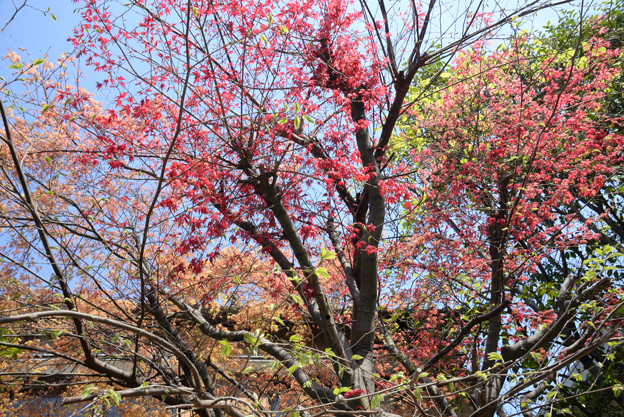 写真: 春紅葉