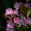 写真: ピンク色のお花
