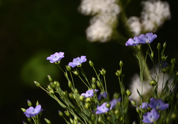 写真: 青紫色のお花