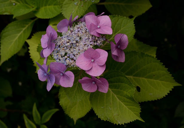 写真: 紫陽花