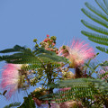 写真: ねむの木の花