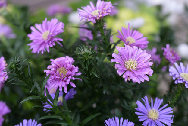 写真: 紫色のお花
