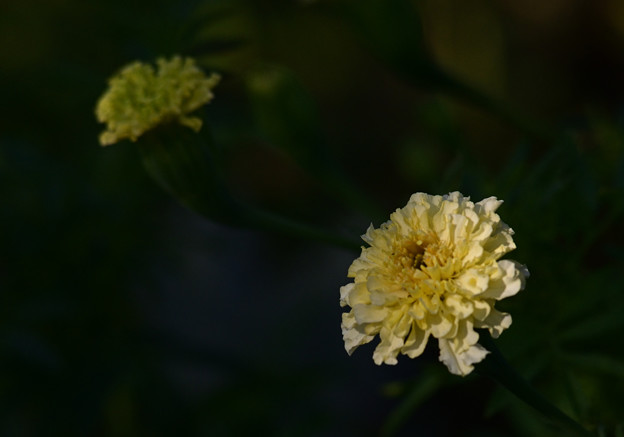 写真: 黄色いお花
