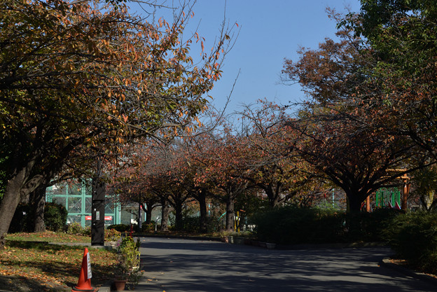 写真: 桜葉並木