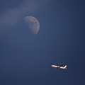 写真: 月と鶴丸