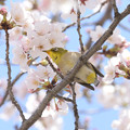 写真: 桜とメジロン