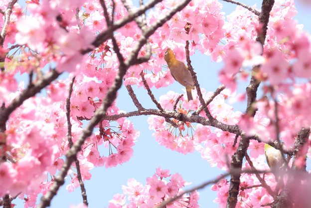 写真: 陽光桜とメジロン