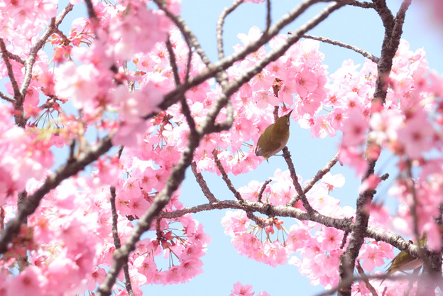 写真: 陽光桜とメジロン