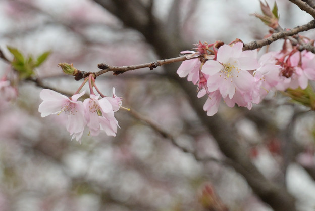 写真: 秋冬春桜