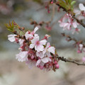 秋冬春桜