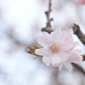 写真: 冬桜