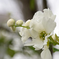 写真: 白いお花