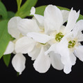 Photos: 白いお花