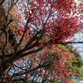 Photos: 春紅葉