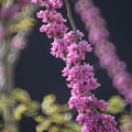 Photos: ピンク色のお花