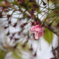 Photos: なごり桜