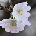 Photos: 冬桜