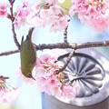 写真: 寒桜とメジ吉